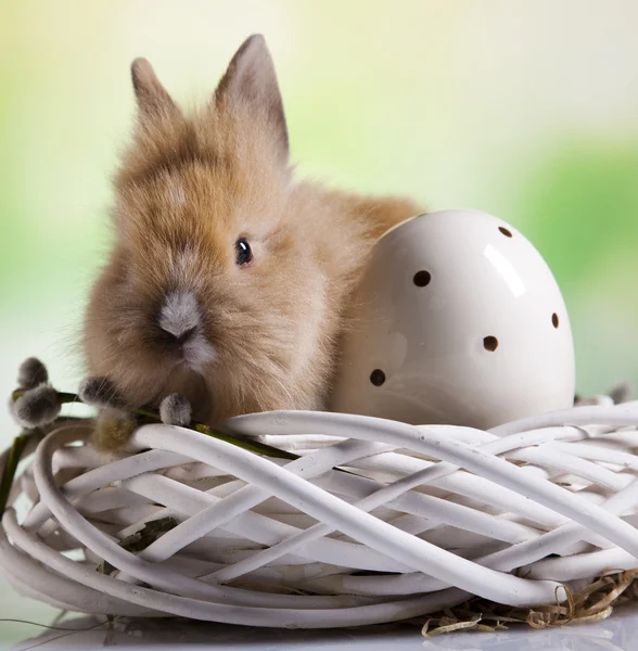Velikonoční vajíčka a zajíček — Stock fotografie