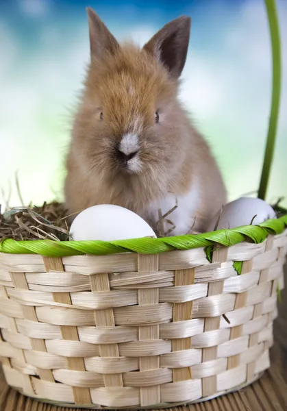 Uova di Pasqua e coniglio — Foto Stock