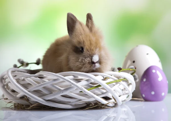 Пасхальные яйца и кролик — стоковое фото