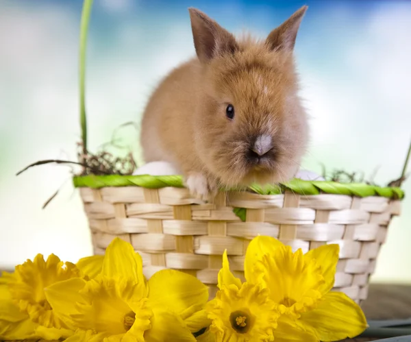 Easter eggs and bunny — Stock Photo, Image