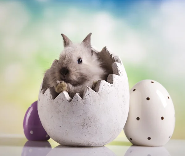 Easter bunny in the egg — Stock Photo, Image