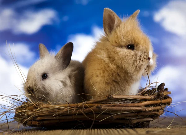 Easter eggs and bunny — Stock Photo, Image