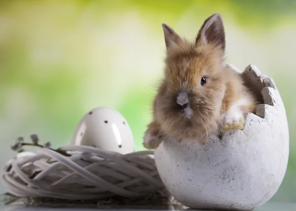 Coniglietto pasquale nell'uovo — Foto Stock