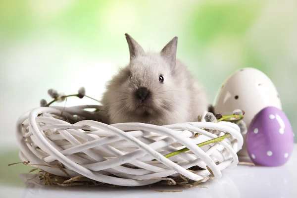 Conejo en la cesta de Pascua, huevos de Pascua —  Fotos de Stock