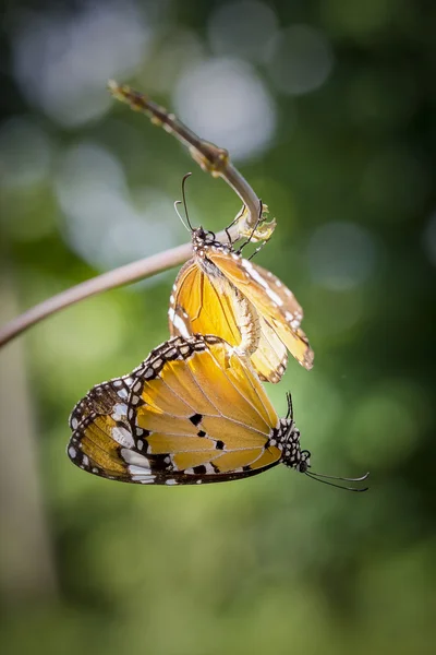 Schmetterlinge paaren sich — Stockfoto