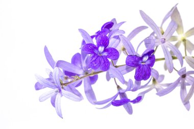 petrea volubilis çiçek