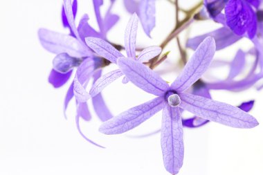 petrea volubilis çiçek