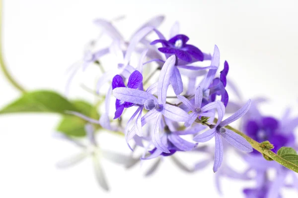 Petrea volubilis flower — Stock Photo, Image