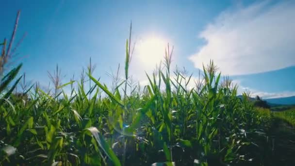 Câmeras Ponto Vista São Agricultor Caminhando Através Milho Verde Plantação — Vídeo de Stock