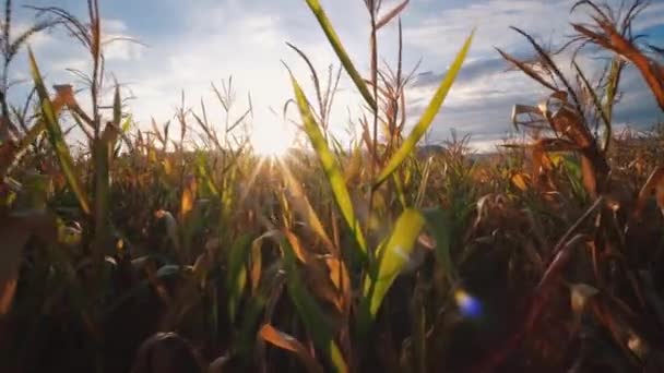 Cámaras Punto Vista Granjero Que Camina Través Del Maíz Plantación — Vídeo de stock