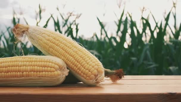 Pile Fresh Yellow Sweet Corn Wooden Table Corn Field Evening — Stock Video