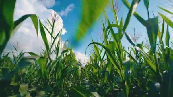 Kameraeinstellungen Bauer Läuft Durch Grünen Mais Auf Landwirtschaftlicher Plantage Mit — Stockvideo