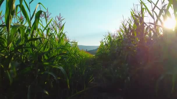 Cámara Punto Vista Agricultor Caminando Través Del Campo Maíz Por — Vídeo de stock