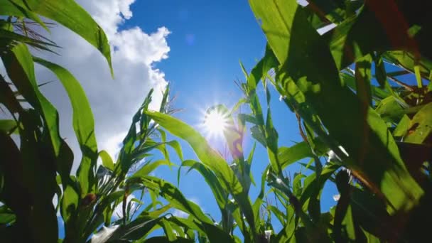 Zielone Pole Kukurydzy Plantacji Rolnej Promieni Słonecznych Rozbłysków Słonecznych Promieni — Wideo stockowe