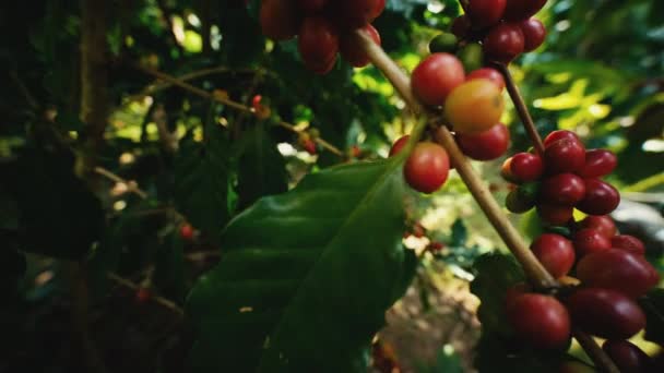 Organiczne Ziarna Kawy Arabskiej Wiśnie Dojrzewają Gałęzi Plantacji Kawy Tajlandia — Wideo stockowe