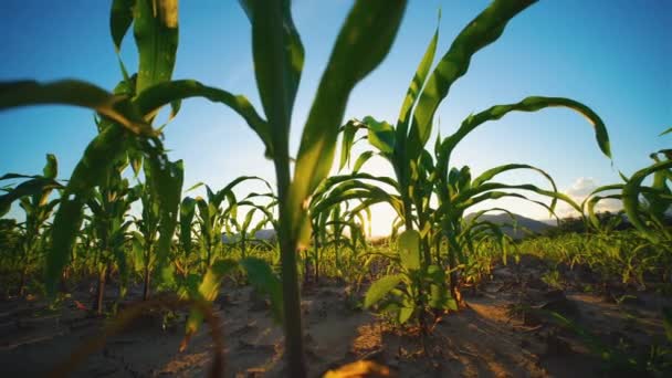 Young Maize Corn Crops Cornfield Blowing Wind Evening Light Sunset — Stock Video