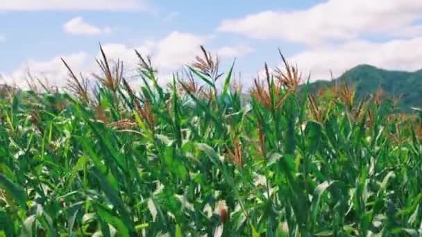Maíz Verde Con Flores Plantación Agrícola Viento Sopla Cielo Azul — Vídeo de stock