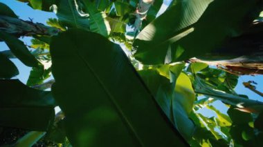 Düşük açılı yeşil muz yaprağı güneş ışığı ışınları ve mavi gökyüzünde esen rüzgar, kayan kamera görüntüleri.
