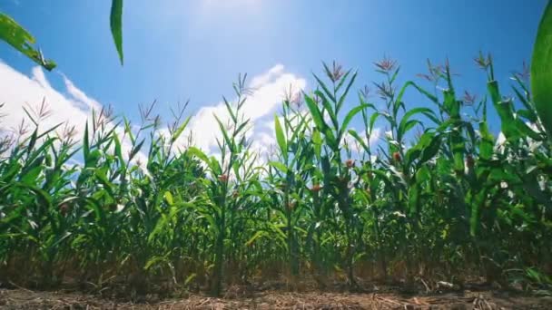 Zöld Kukorica Mező Mezőgazdasági Ültetvényen Napsütéssel Gabonanövényekkel Mezőgazdasági Iparral Alacsony — Stock videók