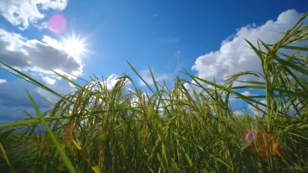 Arroz Verde Plantación Agrícola Tailandia Cielo Azul Con Sol Brilla — Vídeo de stock