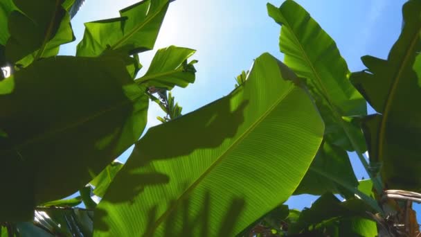 Baixo Ângulo Folha Banana Verde Com Luz Solar Brilhando Através — Vídeo de Stock