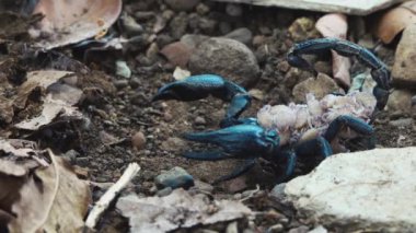 Yavruları olan yakın plan dişi akrep sırtında dev orman akrep türü.