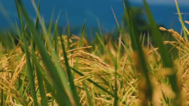 Tarım bahçesindeki çeltik pirinç bitkilerinin ağır çekimde rüzgarda esen Tayland, Asya doğası pirinç tarlaları