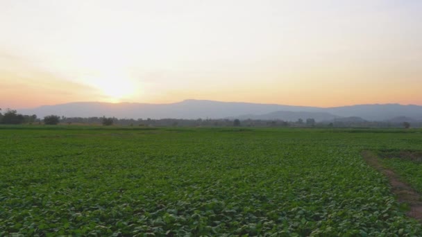 Campo Maíz Verde Jardín Agrícola Por Noche Luz Brilla Puesta — Vídeo de stock