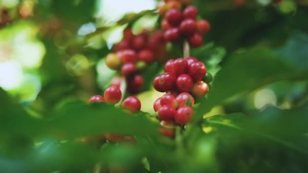 Organic arabica coffee beans cherries ripe on branch in coffee plantation Thailand ready to harvest in wind blows, agricultural industry, close-up shots