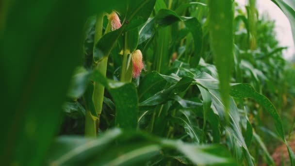 Slow Motion Green Corn Agricultural Garden Field Rainy Day Wind — Stock Video