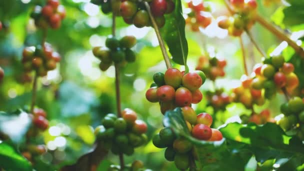 Organiczne Ziarna Kawy Arabskiej Wiśnie Dojrzewają Gałęzi Plantacji Kawy Tajlandia — Wideo stockowe