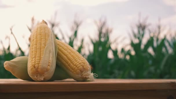 Pile Fresh Yellow Sweet Corn Wooden Table Corn Field Evening — Stock Video