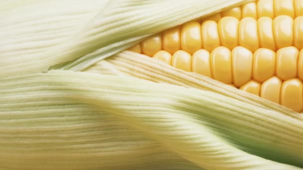 トウモロコシの殻付きのマクロ新鮮な黄色の穀物甘いトウモロコシの背景 健康的な食べ物 クローズアップやスライダーショット — ストック動画