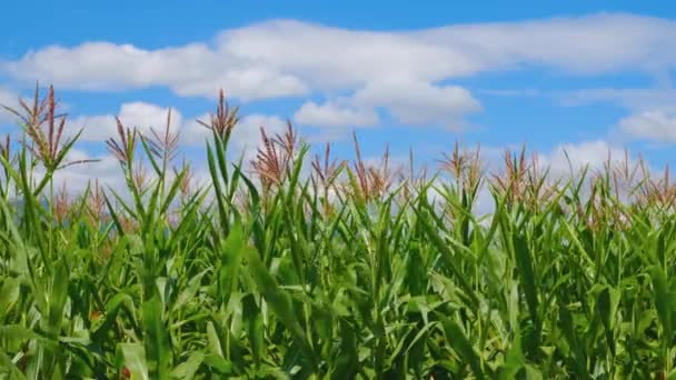 Zielona Kukurydza Kwiatami Plantacji Rolnej Wiatr Wieje Niebieskim Niebie Chmurą — Wideo stockowe