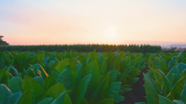Paisagem Campo Tabaco Verde Pôr Sol Noite Campo Tailândia Indústria — Vídeo de Stock