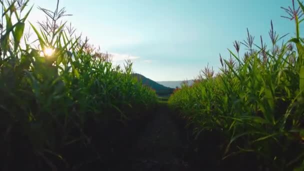 Cámara Punto Vista Agricultor Caminando Través Del Campo Maíz Por — Vídeo de stock