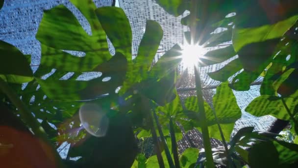 緑のモンステラおいしい太陽が輝く裏庭の植物と太陽のフレア サンビーム 低角度とスライダーカメラのショット — ストック動画