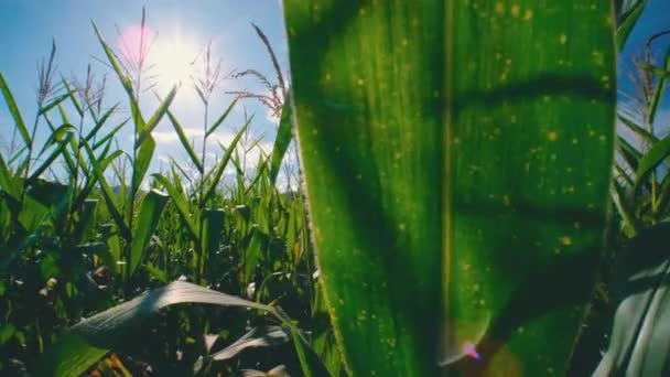 Campo Maíz Verde Plantación Agrícola Con Sol Brilla Destellos Sol — Vídeo de stock