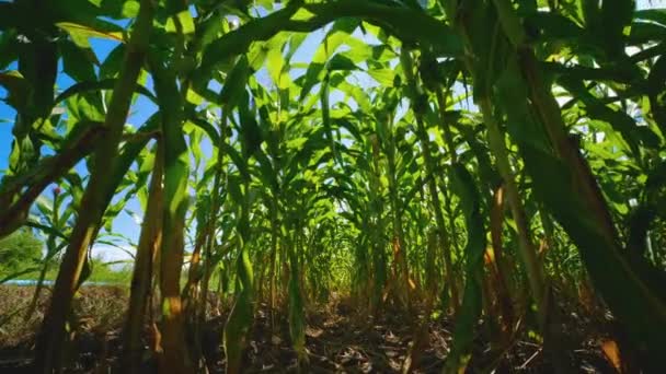 Campo Mais Verde Piantagione Agricola Con Sole Splende Pianta Cereali — Video Stock