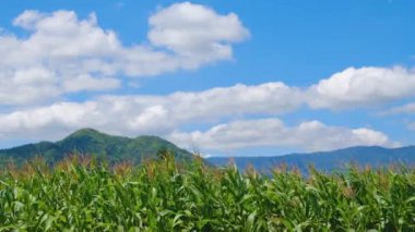 Tarımsal tarlada çiçekli yeşil mısır, mavi gökyüzünde rüzgarlar, gün içinde bulutlar, mısır gevreği bitkisi, tarım endüstrisi