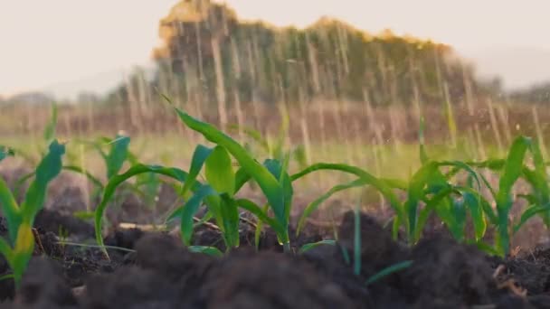 Podlewanie Pola Kukurydzy Ogrodzie Rolniczym Przy Źródle Wody Wieczorem Przy — Wideo stockowe