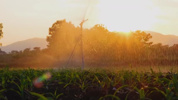 Regar Campo Milho Jardim Agrícola Pelo Springer Água Noite Com — Vídeo de Stock