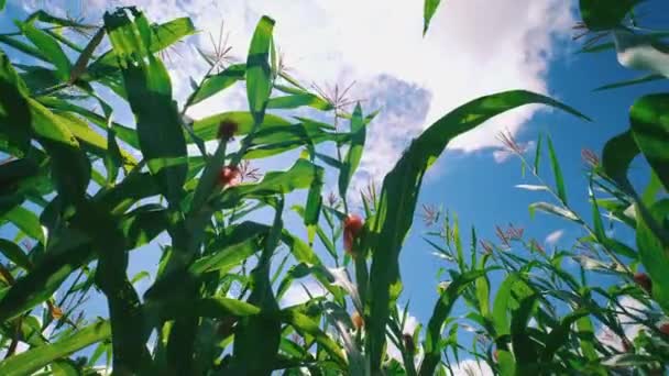 Groene Maïsveld Landbouwplantage Met Zonneschijn Zonnevlammen Zonnestralen Graangewassen Agrarische Industrie — Stockvideo