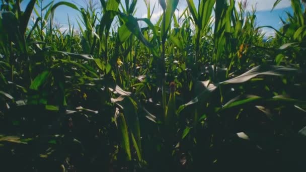 Kukurydza Zielona Kukurydza Polu Kukurydzy Rolniczej Godzinach Wieczornych Światło Świeci — Wideo stockowe
