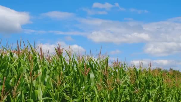 Grüne Maispflanze Auf Landwirtschaftlichen Feldern Mit Wind Blauen Himmel Futtermittelindustrie — Stockvideo