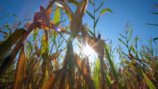 Maíz Maíz Plantación Agrícola Con Sol Brilla Planta Cereales Alimentación — Vídeo de stock