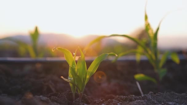 黄昏时分 小角玉米在玉米地里迎风飘扬 阳光洒落在泰国农村 — 图库视频影像