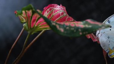 yakın plan güzel beyaz kelebek pembe Caladium bicolor yaprak üzerinde koyu arkaplan, kaydırma kamera görüntüleri