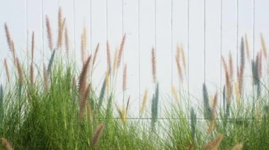 Rüzgarda uçuşan çiçekli çimenler ve arka plan için kopyalama alanı olan beyaz beton bir duvar, yavaş çekim