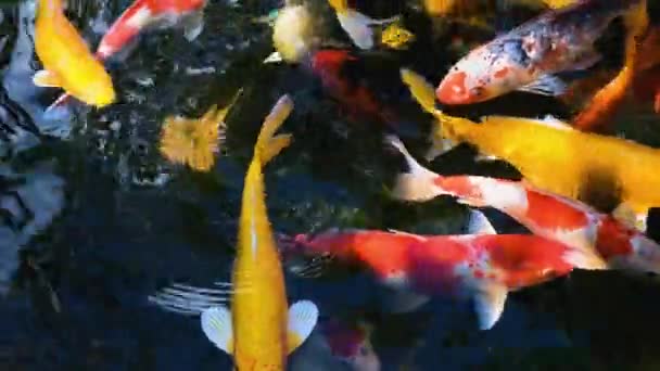 Piękne Kolorowe Zwierzaki Karpi Koi Ryby Lub Lustro Karpia Ryby — Wideo stockowe